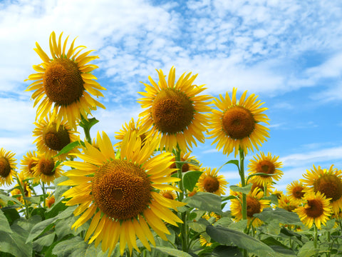 【今月のおすすめ更新】