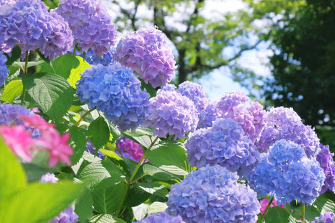 夏季休業のお知らせ