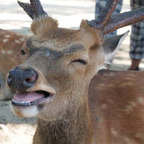 今月のおすすめ２